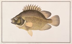Tripletail, des dessins de poissons de Malacca, c.1805-18 - Chinese School